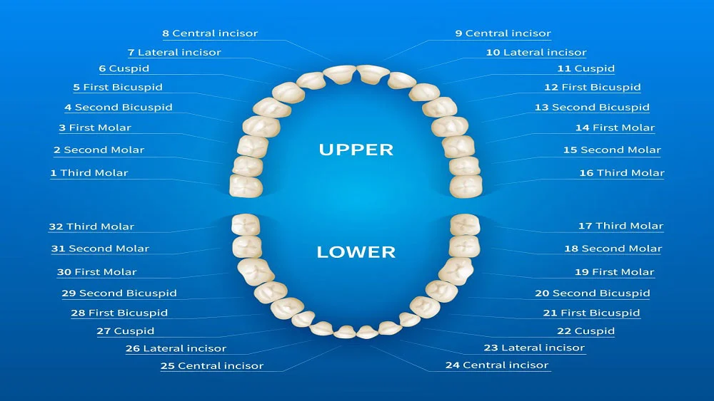 اسم دندان ها در دندانپزشکی