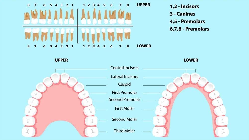 اسم دندان ها در دندانپزشکی به انگلیسی